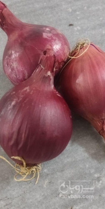 فروش پیازقرمز