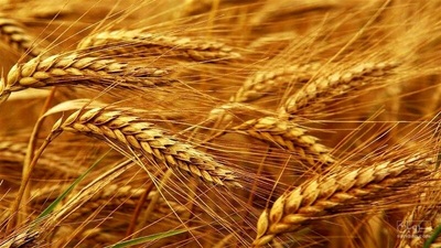 فروش گندم