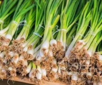 فروش پیازچه