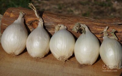 فروش پیازسفید