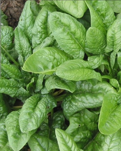 فروش اسفناج