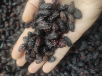 فروش زغال اخته خشک