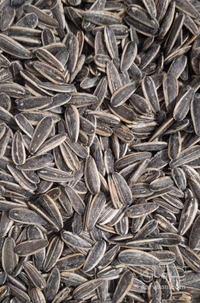 فروش تخمه آفتابگردان بود داده