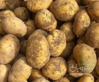 فروش سیب زمینی جلی