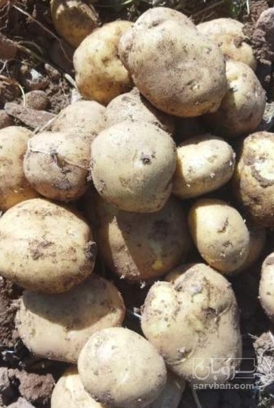 فروش سیب زمینی کارلیا