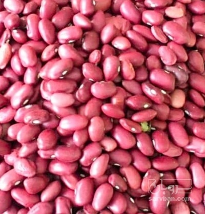 فروش لوبیا قرمز
