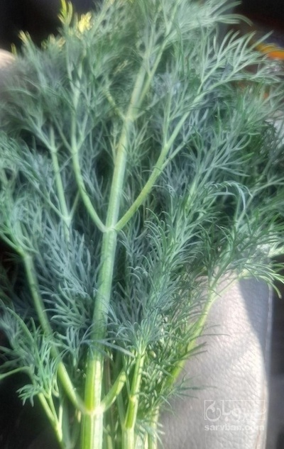 فروش شوید تازه