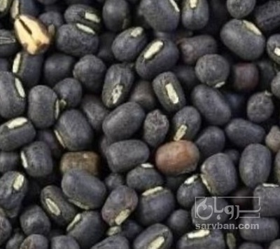 فروش ماش سیاه