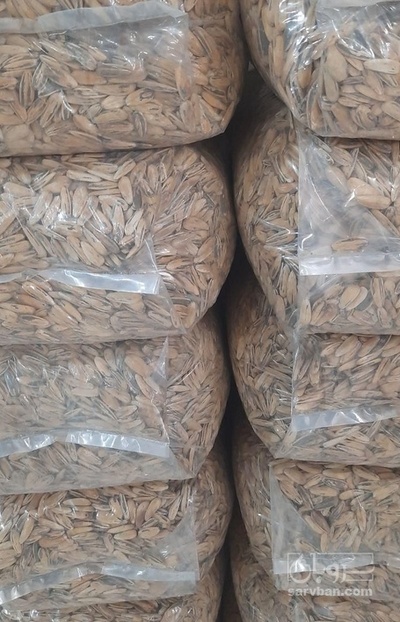 فروش تخمه آفتابگردان پخته