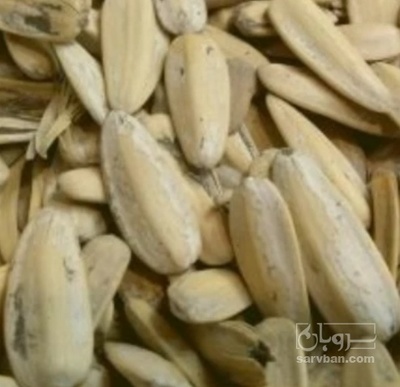 فروش تخمه آفتابگردان بود داده