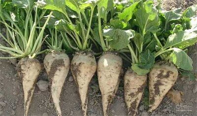 فروش چغندر قند