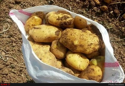 فروش سیب زمینی