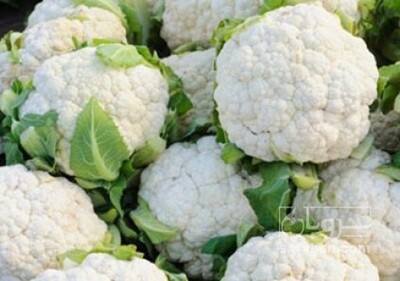 فروش گل کلم