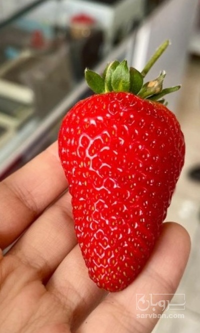 فروش توت فرنگی گلخانه ایی