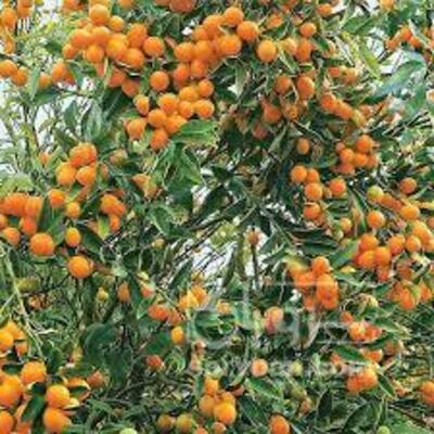 فروش پرتقال