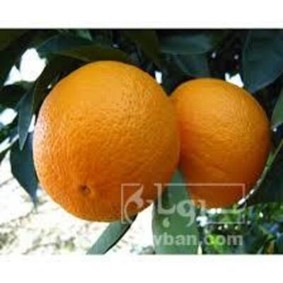 فروش پرتقال تامسون