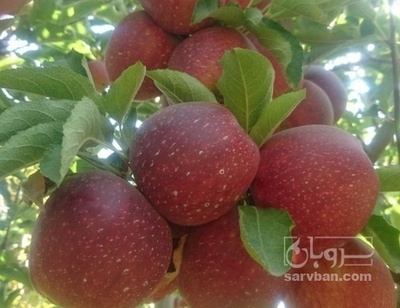 فروش سیب قرمز