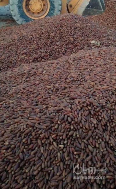 فروش بلوط دامی