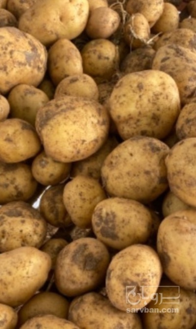 فروش سیب زمینی جلی خوراکی