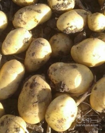 فروش سیب زمینی بذری جلی 401