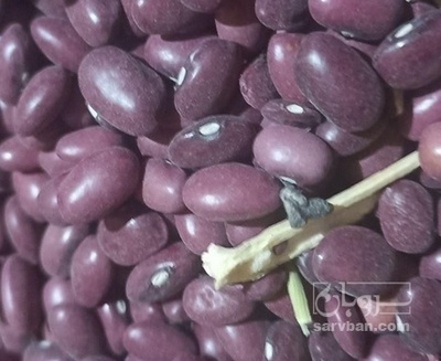 فروش لوبیا قرمز