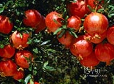 فروش انار