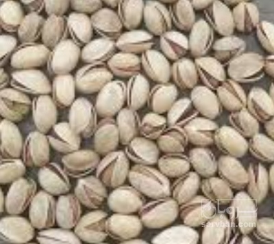 فروش پسته فندقی