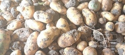 فروش سیب زمینی خوراکی بذری بامبا