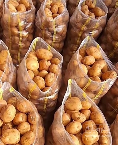 فروش سیب زمینی بذری خوراکی سانتا