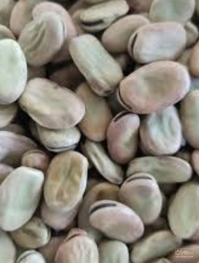 فروش باقلا تازه - باقالی - باقالا