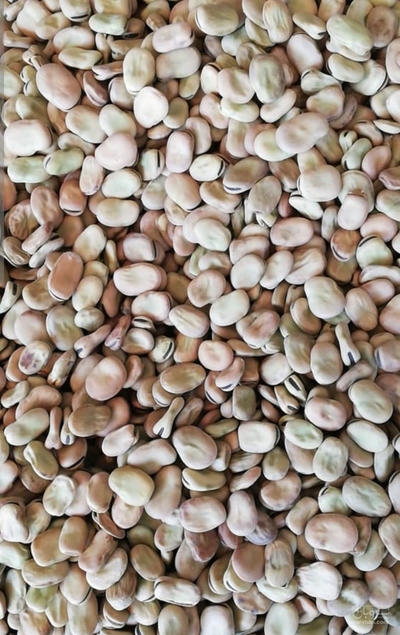 فروش باقلا تازه - باقالی - باقالا