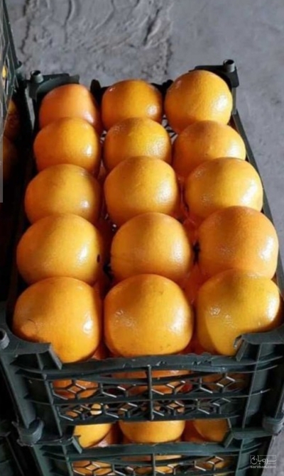 فروش پرتقال