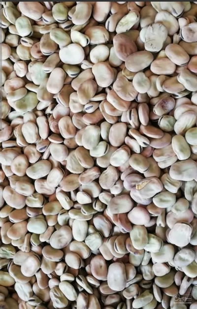 فروش باقلا تازه - باقالی - باقالا