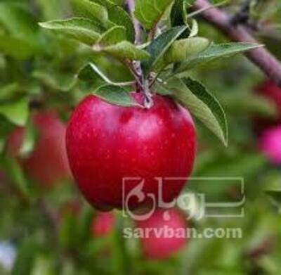 فروش سیب قرمز