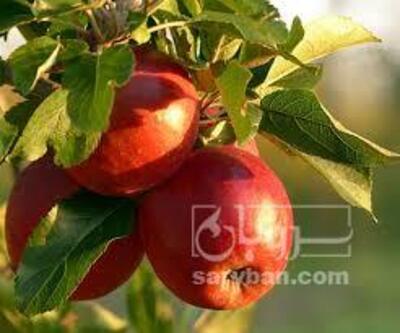 فروش سیب قرمز