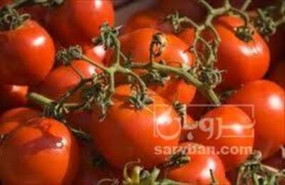 فروش گوجه فرنگی