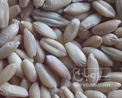 فروش گندم
