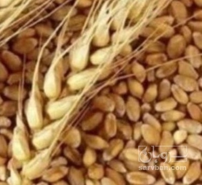 فروش گندم