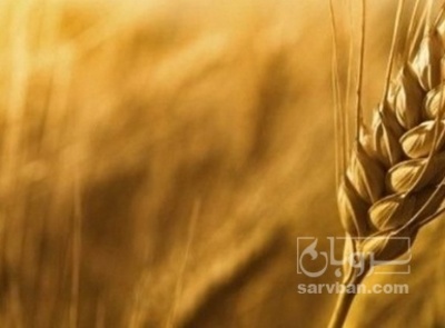 فروش گندم