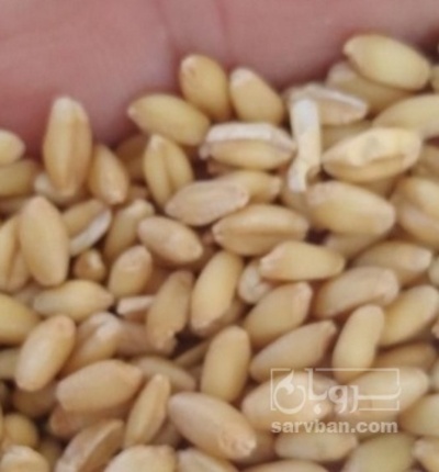 فروش گندم