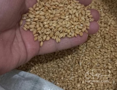 فروش گندم