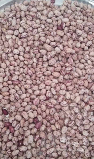 فروش لوبیا چیتی آشی