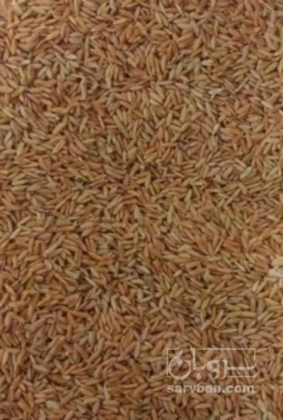 فروش شلتوک  برنج لنجان