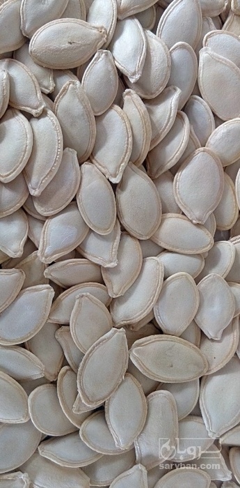 فروش تخمه  کدو خام