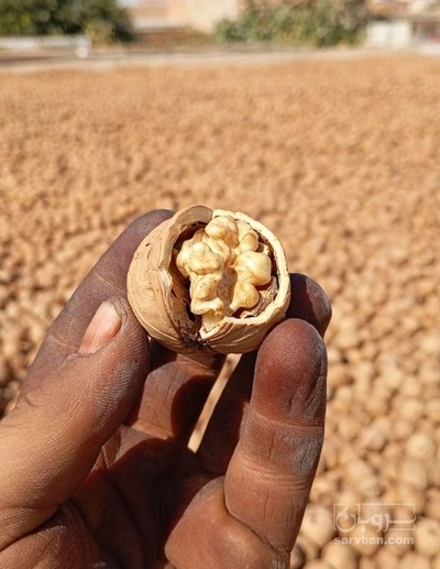 فروش  مغزگردو