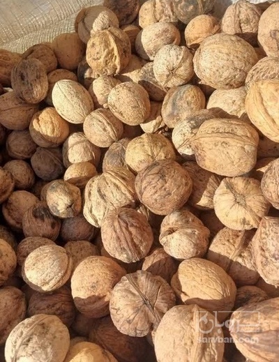 فروش گردو ایرانی