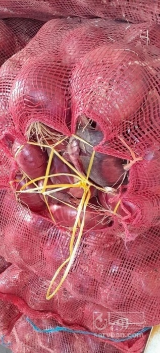 فروش پیاز قرمز