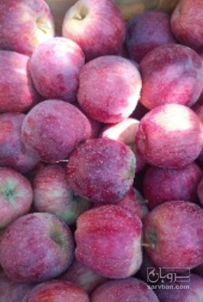 فروش سیب قرمز