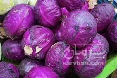 فروش کلم بنفش