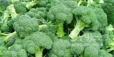 فروش کلم بروکلی